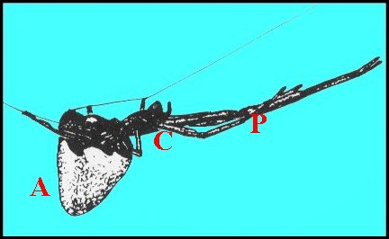 Femelle extension 1