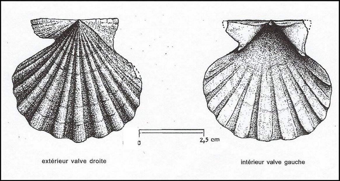 Fig.1 - Pecten