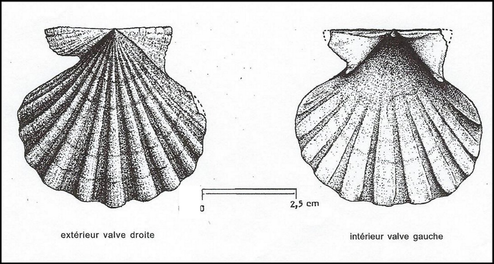 fig.1 pecten