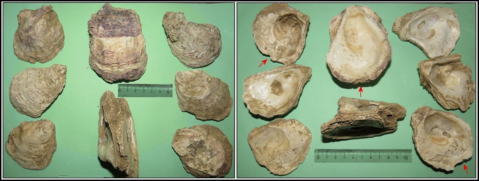Fig.19