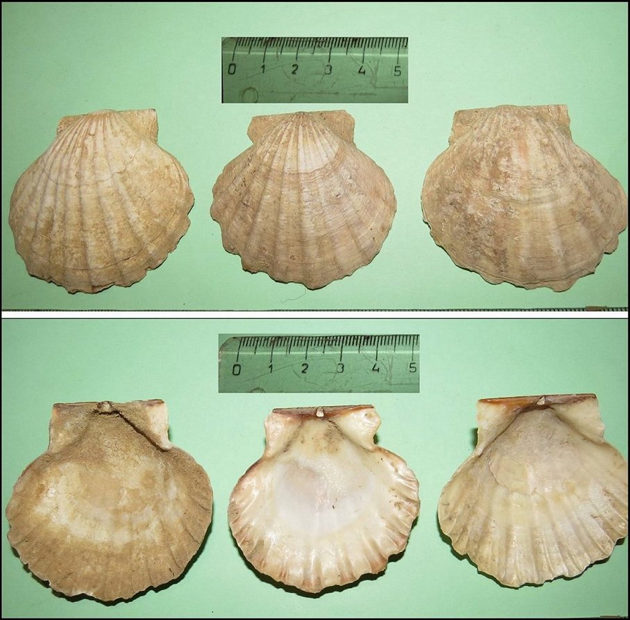 Fig.2 - Pecten