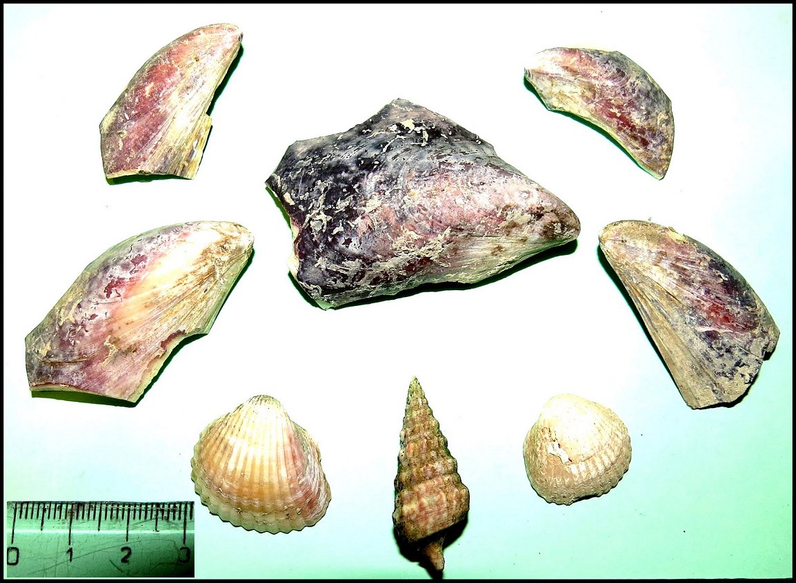 Fig.20