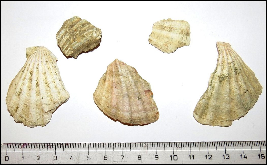 Fig.21
