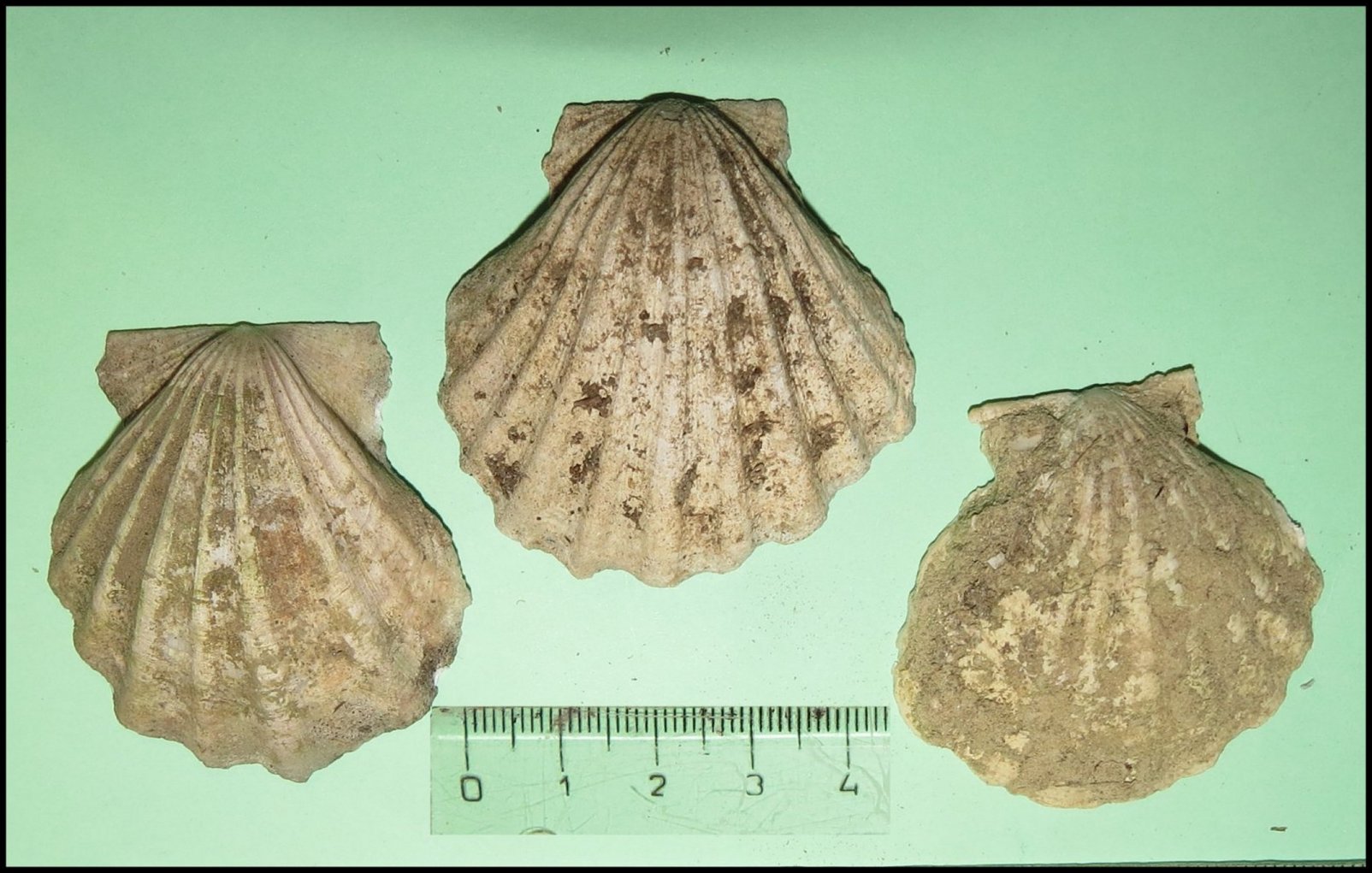 Fig.23 Pecten