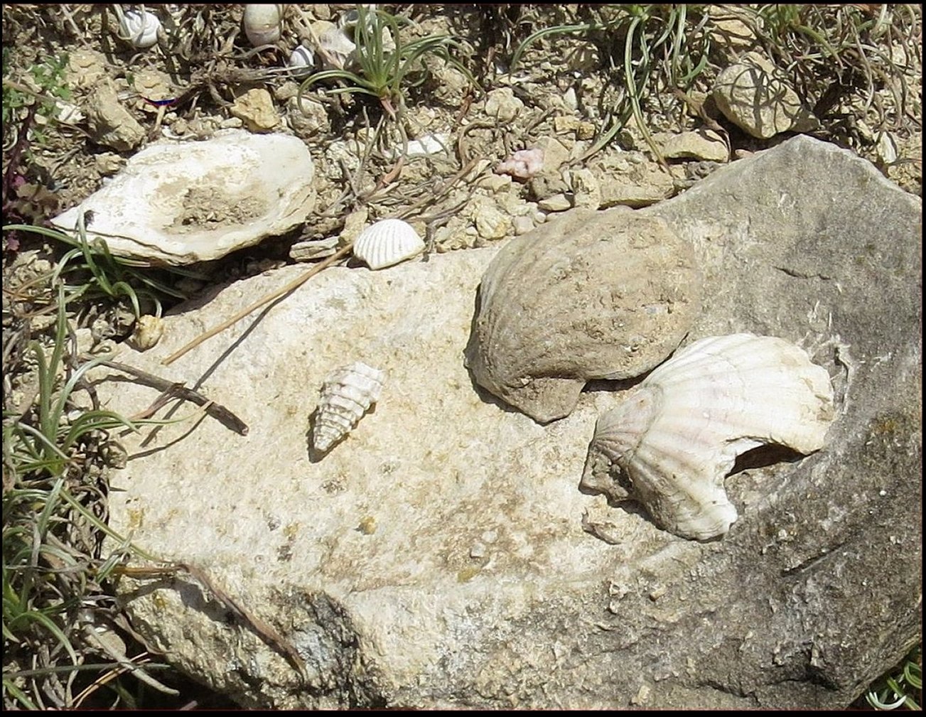 Fig.26 Pecten