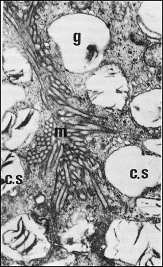 Wendilgarda, adénocytes