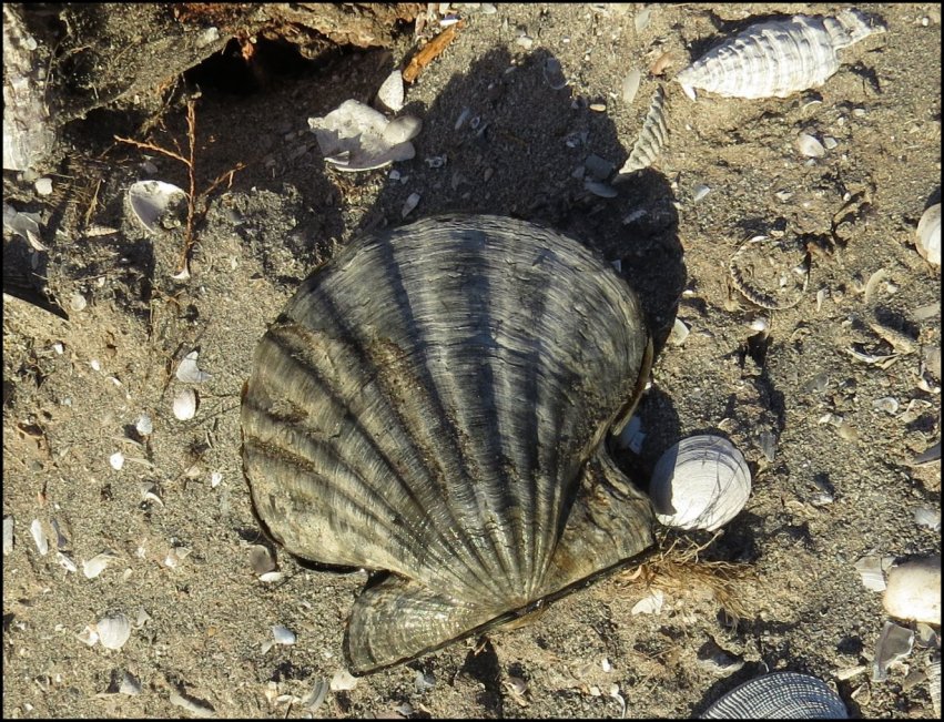 Fig.3 pecten