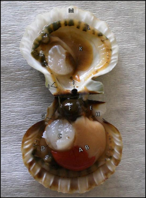 fig.4 pecten