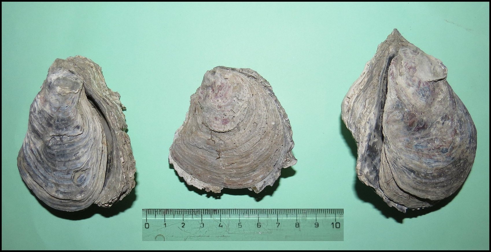 Fig.47 Pecten