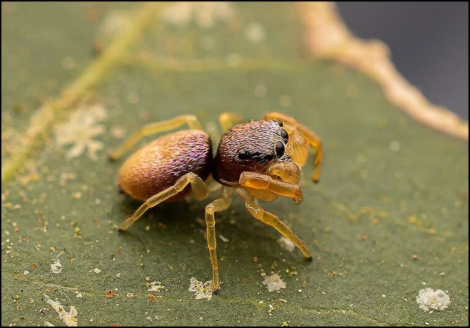 Fritzia araignée
