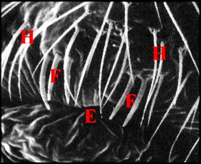 Fusules Holocnemus