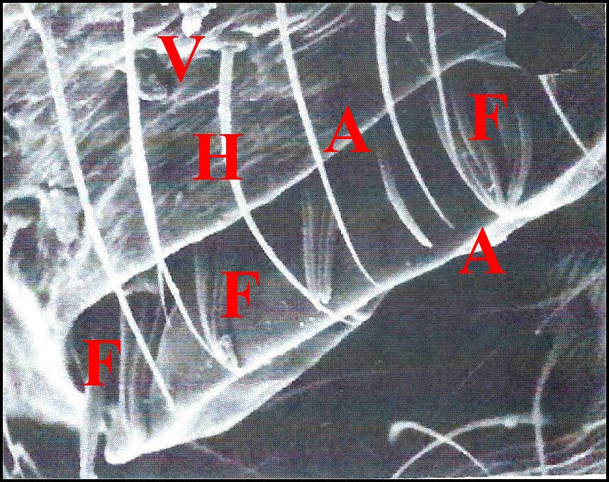 Fusules Leucauge