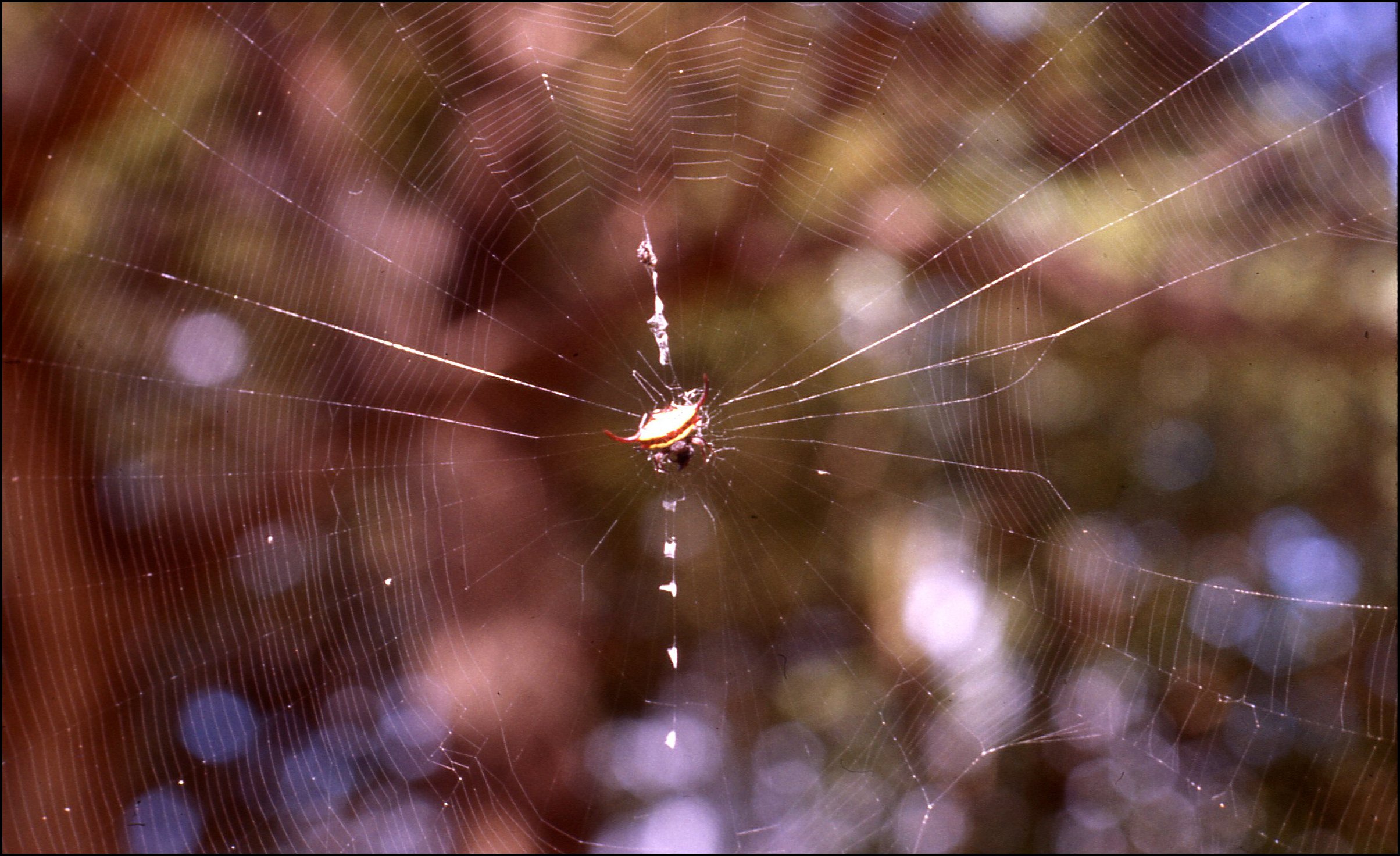 Gasteracantha falc et toile