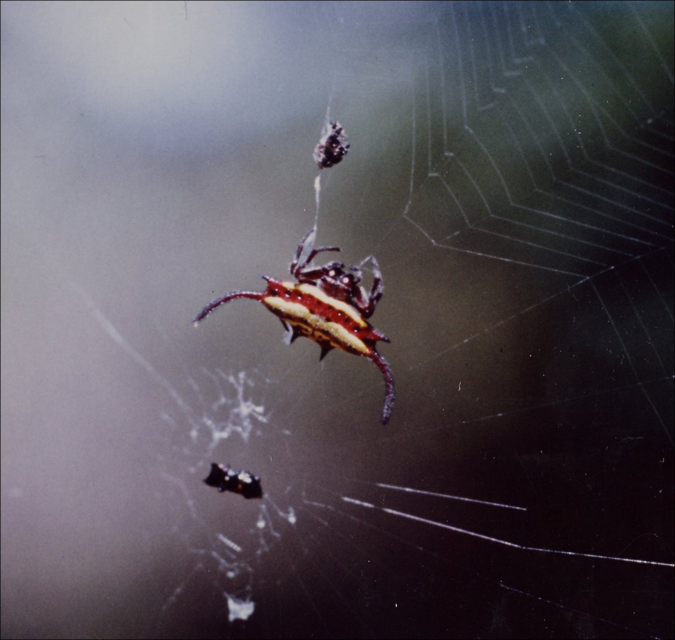 Gasteracantha falcicornis