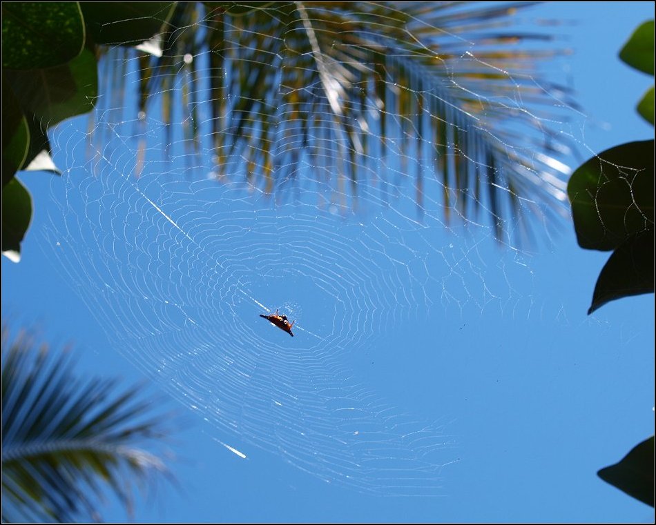 Gasteracantha thor. 3
