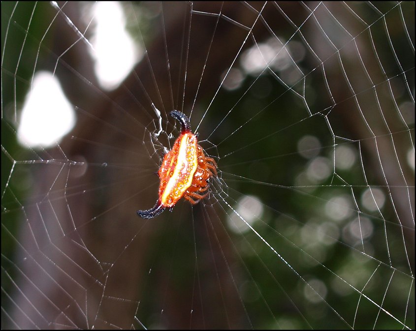 Gasteracantha thor.2