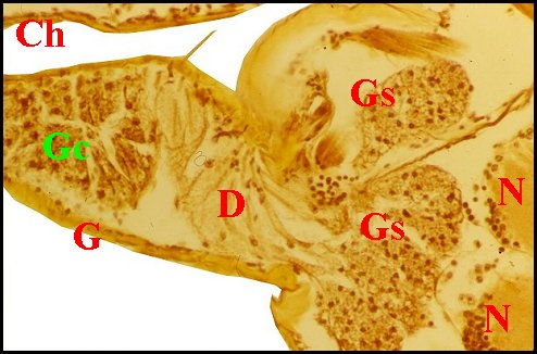 Glandes Leptoneta fagei