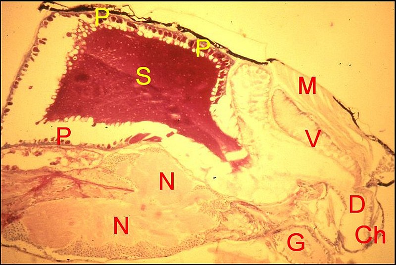 Glandes Scytodes 2