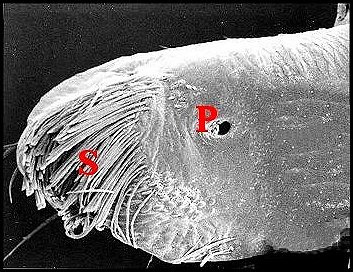 Gnatho. Leptyphantes MEB 1