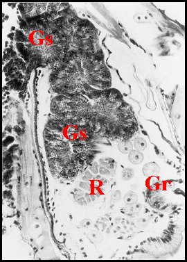 Gnatho. Leptyphantes 1