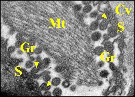 Granules, dtail