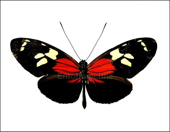 Heliconius burneyi 1