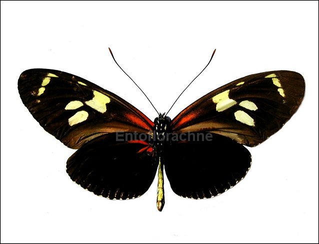 Heliconius burneyi 2