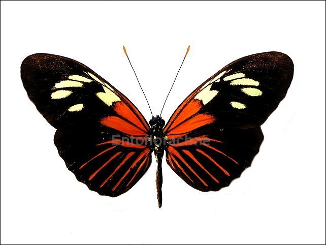 Heliconius demeter bouqueti 1