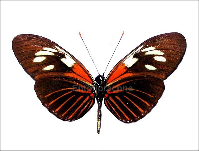 Heliconius demeter bouqueti 2