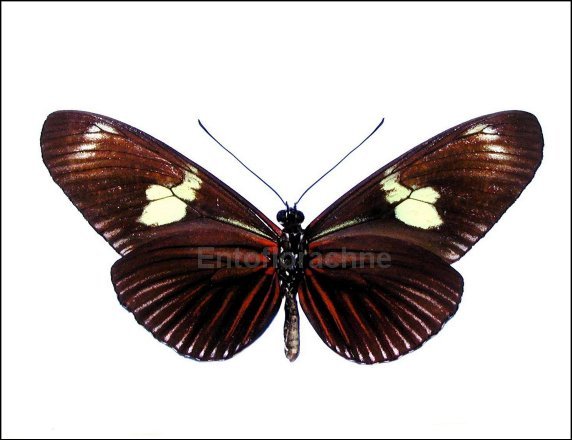 Heliconius doris 2