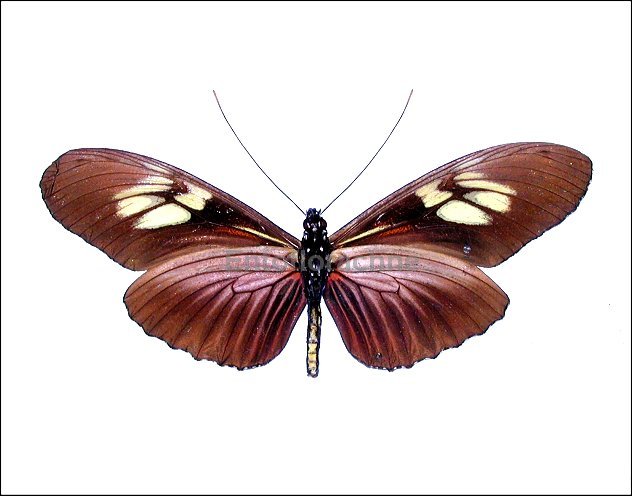 Heliconius egeria 2