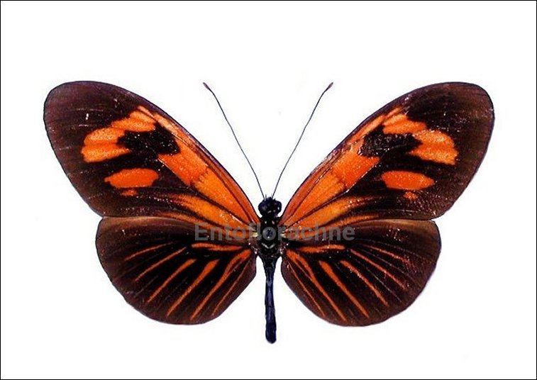 Heliconius erato andromena 1