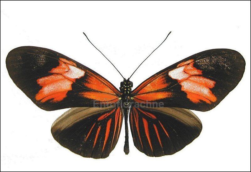 Heliconius erato callycopis 1