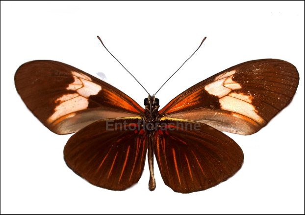 Heliconius erato callycopis 2