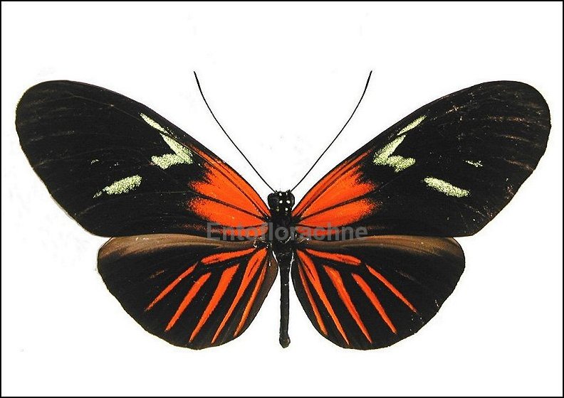 Heliconius erato leda 1