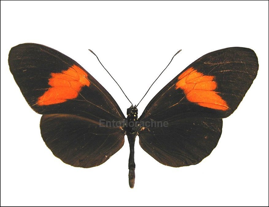 Heliconius melpomene 1