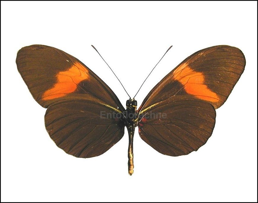 Heliconius melpomene 2