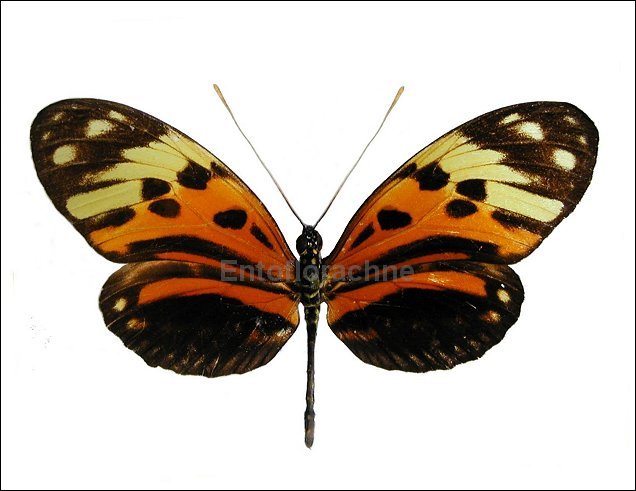 Heliconius numata 1