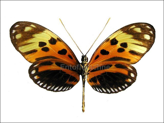 Heliconius numata 2