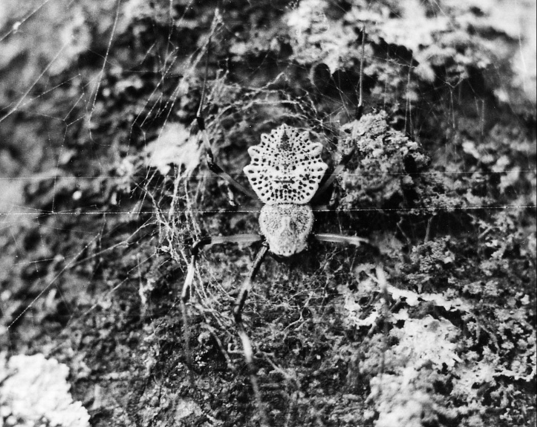 Herennia ornatissima