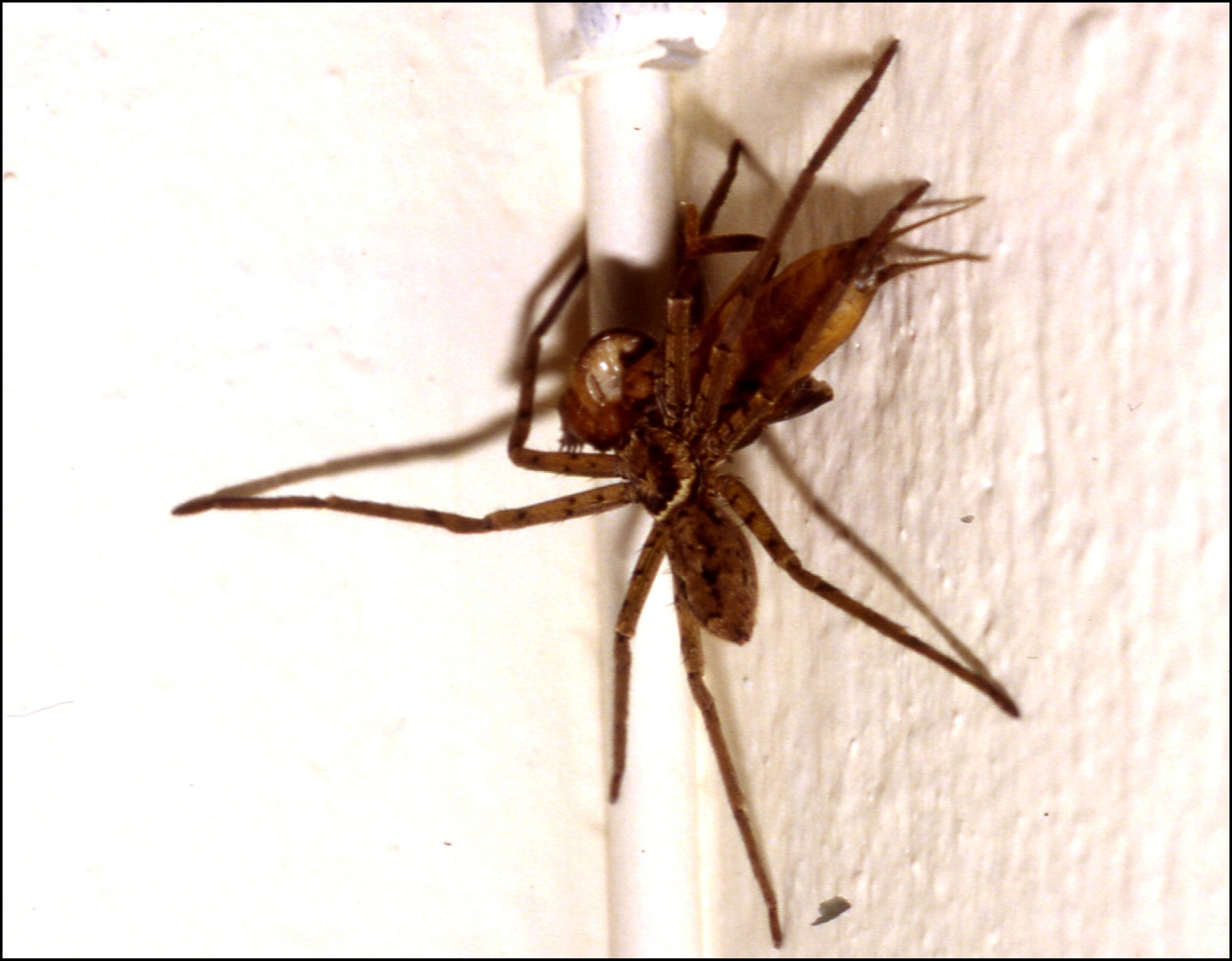 Heteropoda  proie 1