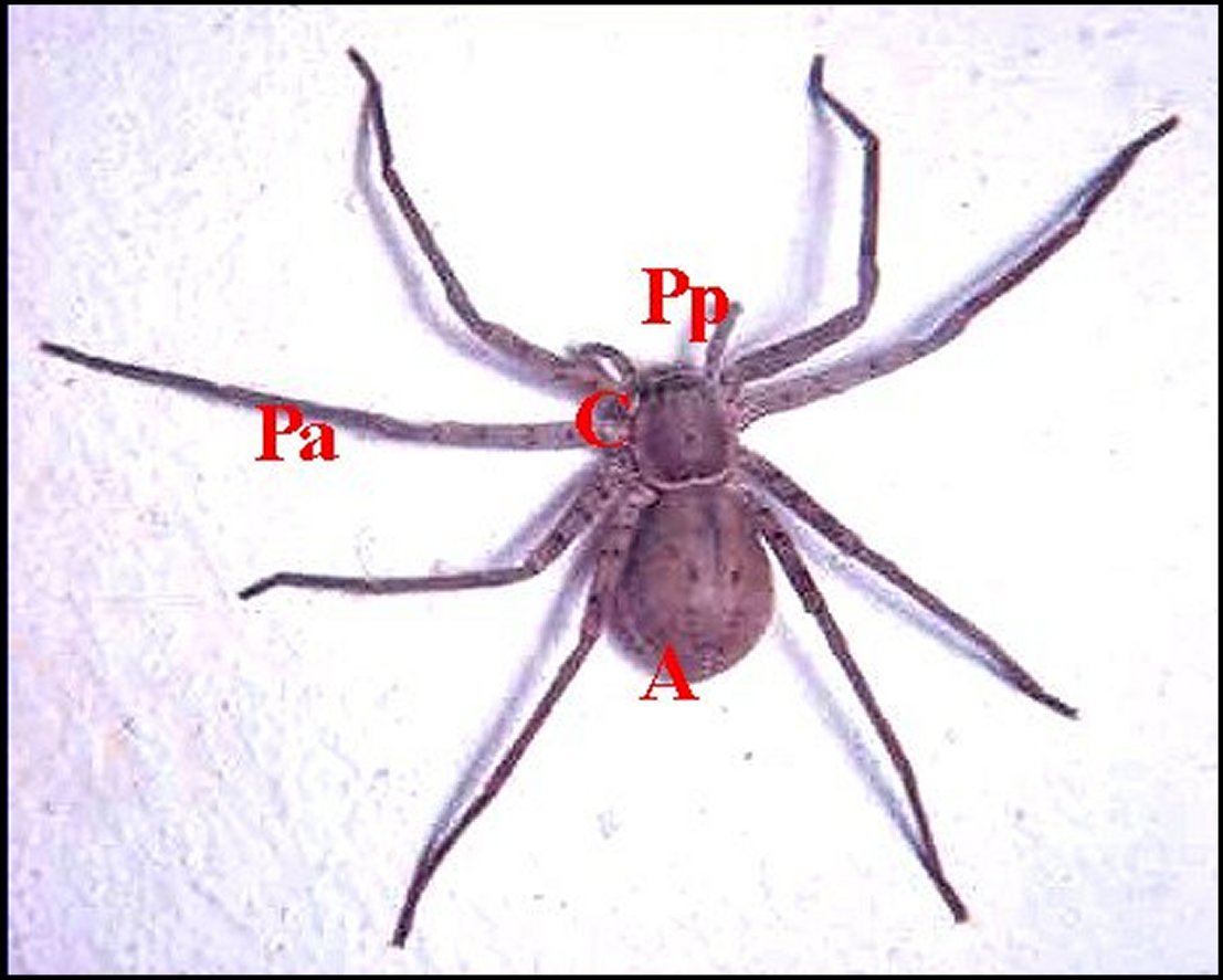 Heteropoda venatoria a