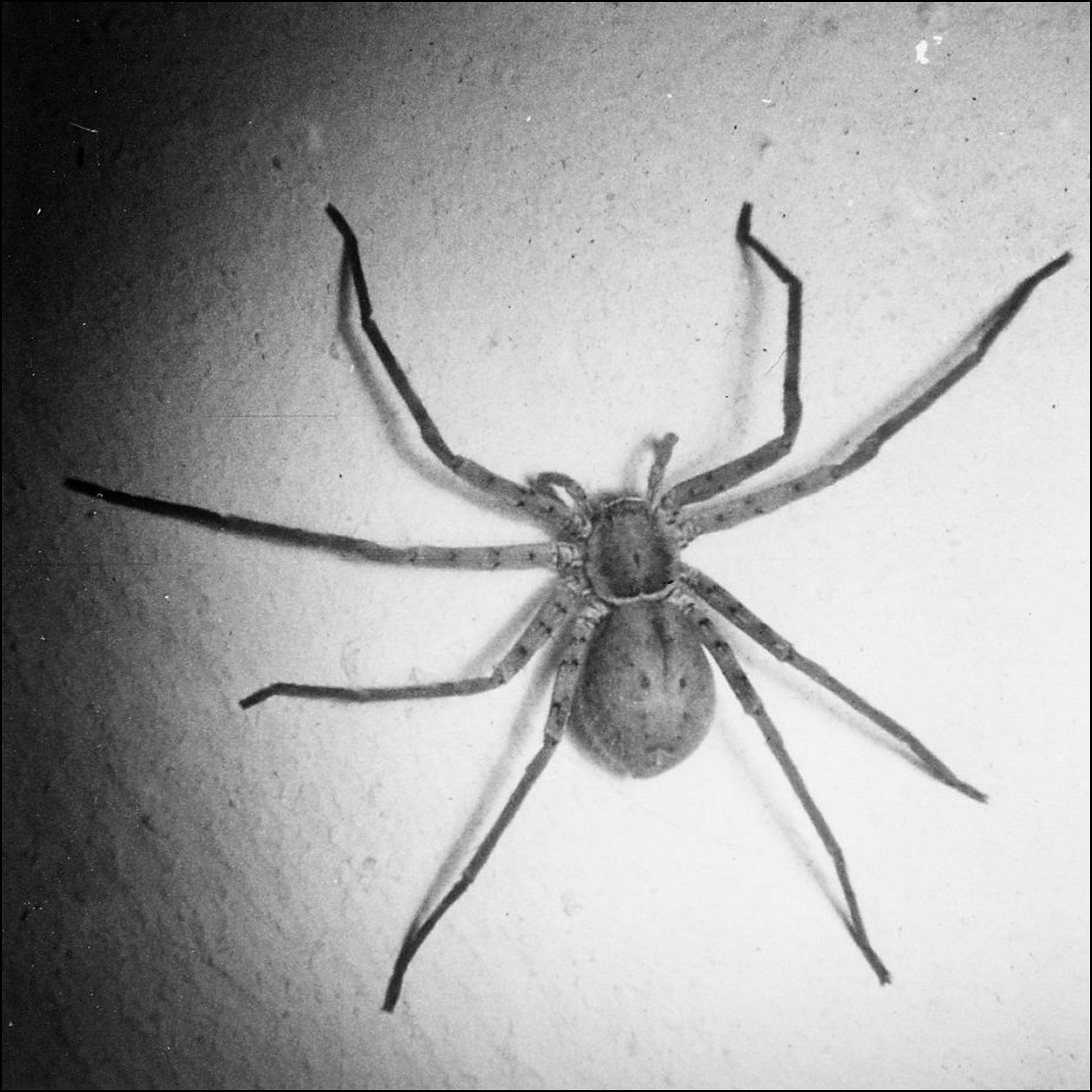 Heteropoda venatoria b
