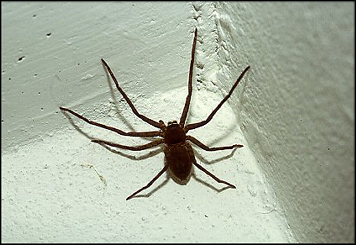 Heteropoda venatoria c