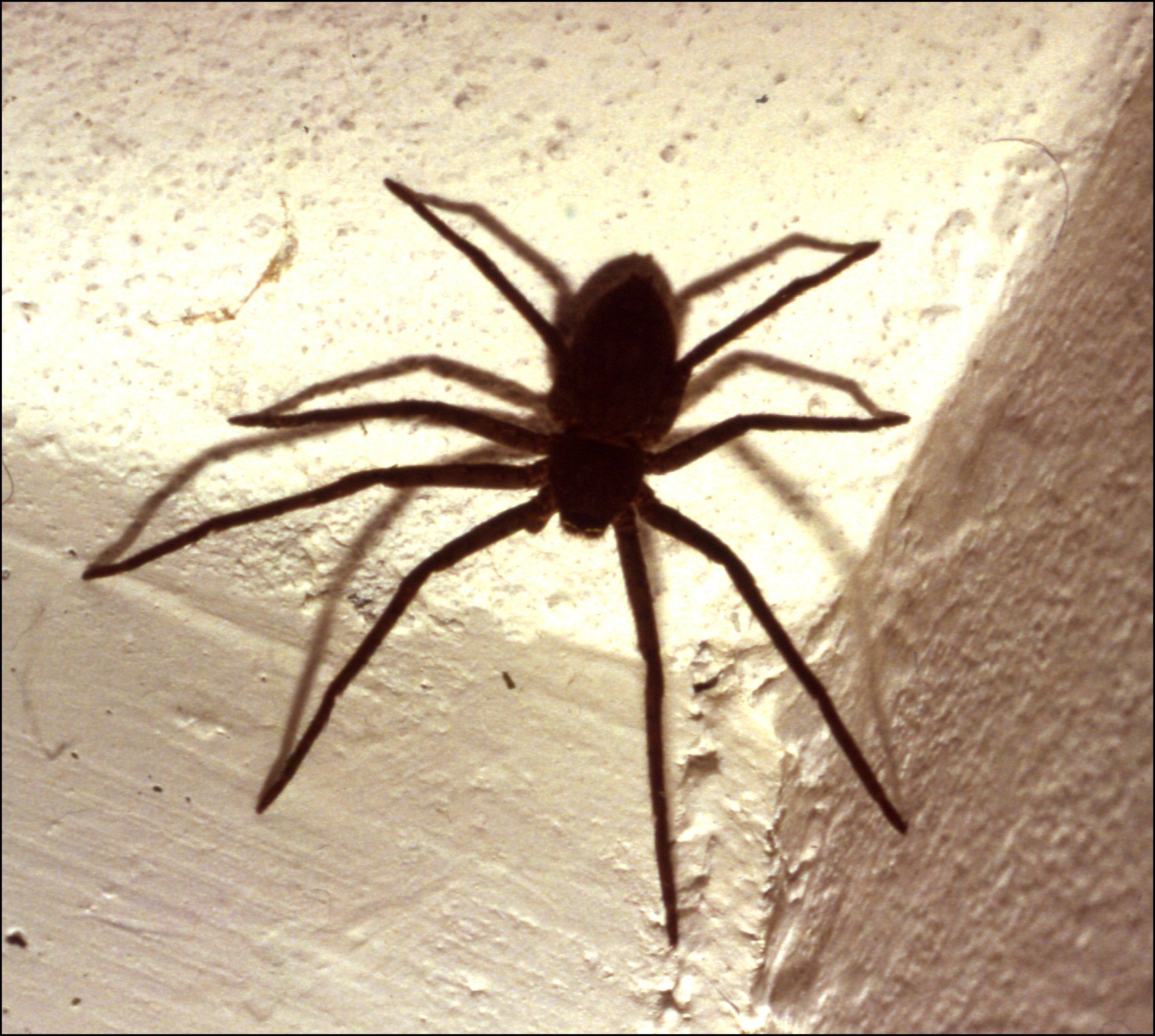 Heteropoda venatoria d