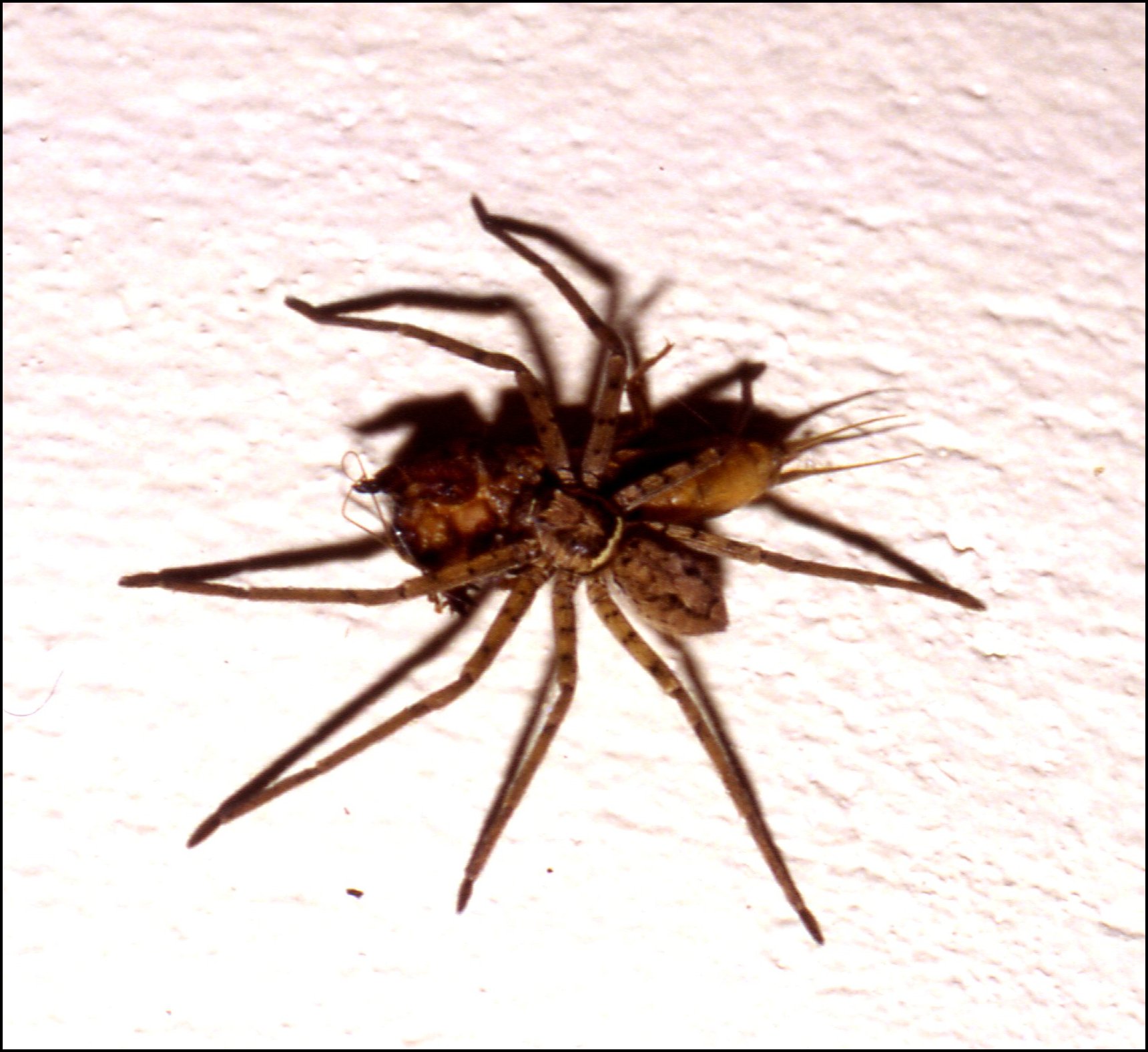 Heteropoda proie 2