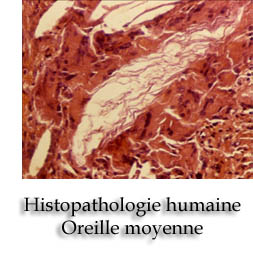 index-histopathologie