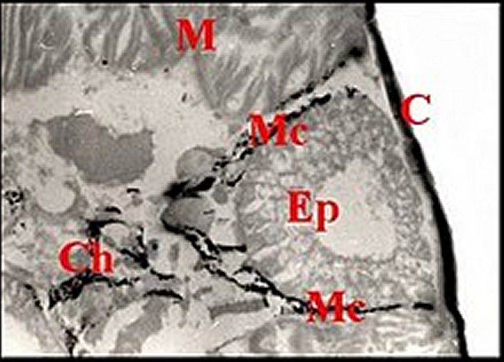 Holocnemus chromatophores