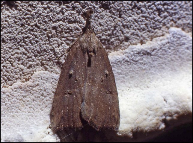 Hypena 3