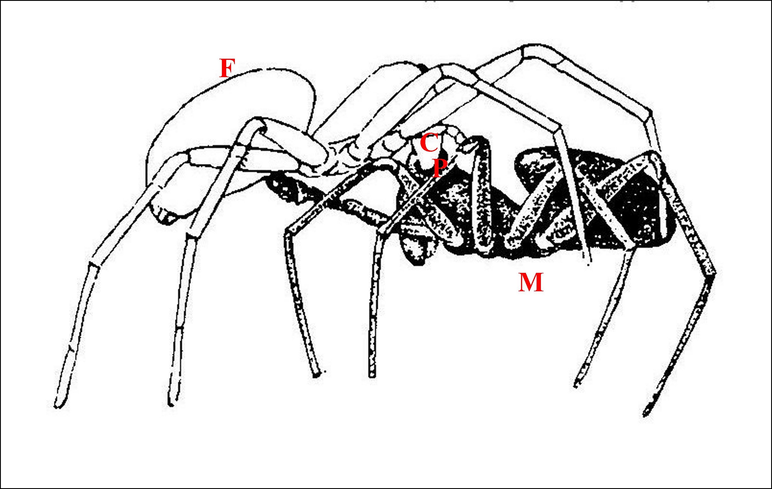 Hypomma